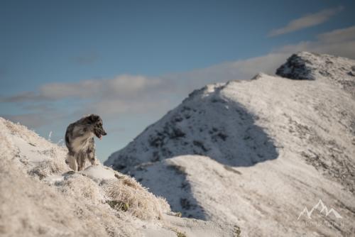 Austria, Wald am Schoberpass, Kerschkern (2225 m)