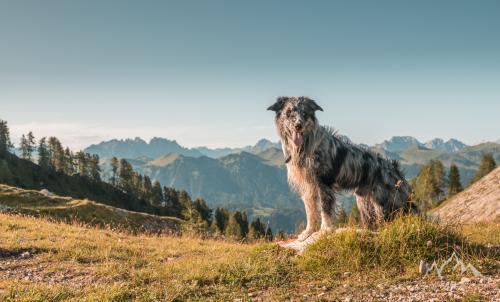 Italy, Ampezzo, Forca di Montof (1822 m)